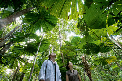 Two people admiring the beauty of the Daintree Rainforest in Far North Queensland