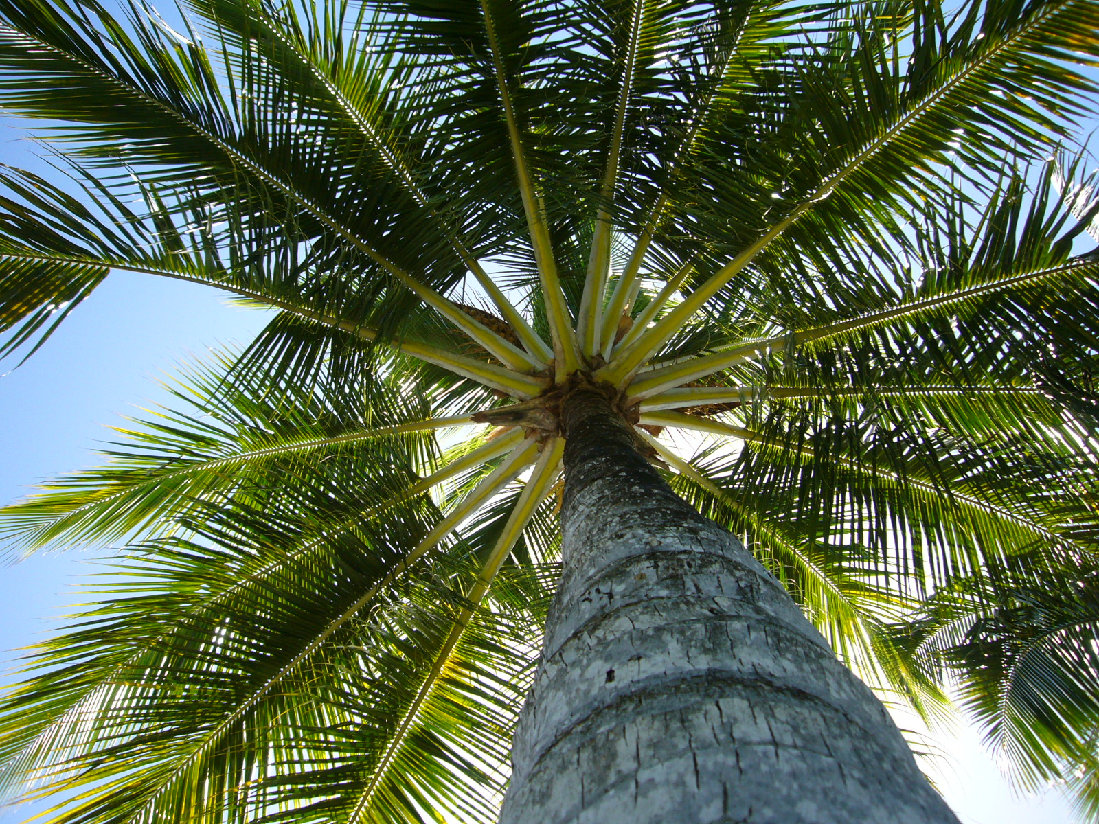 Palm Trees Gardens